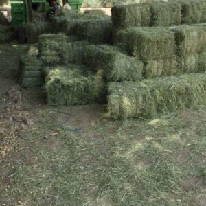 Rhodes Grass Small Bale