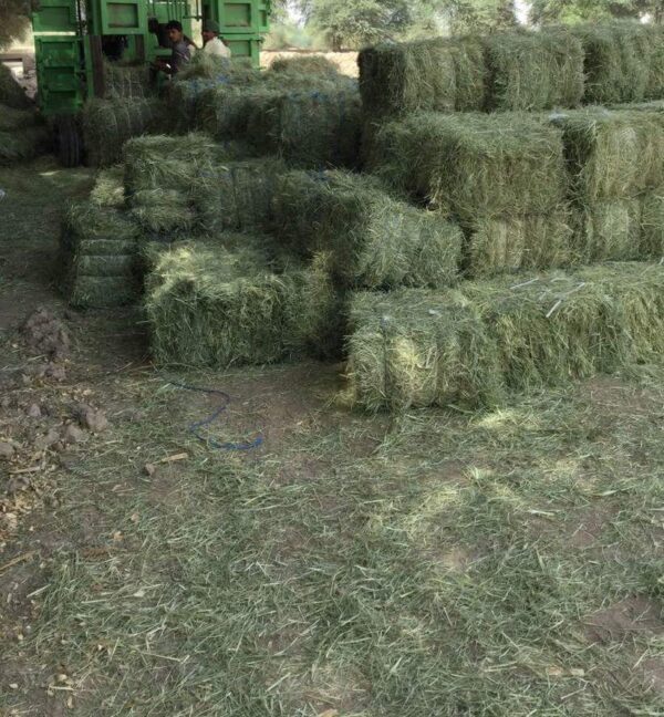 Rhodes Grass Small Bale