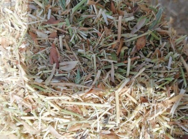 Moong Straw