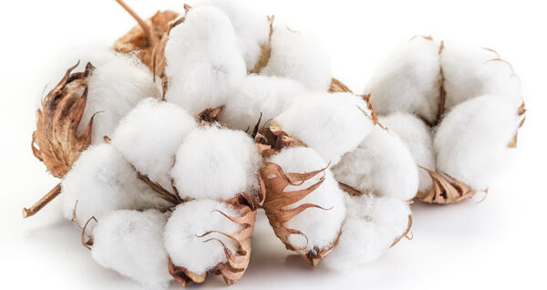 Cotton Linter 1st Cut