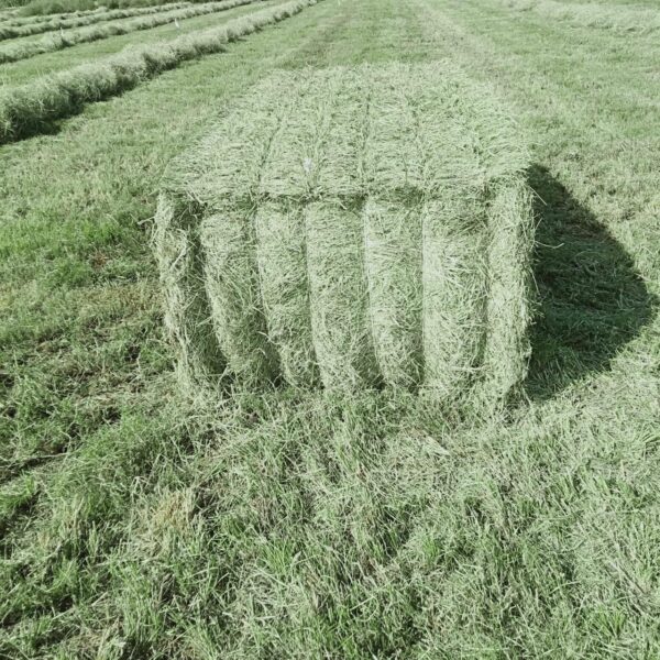 Rhodes Grass