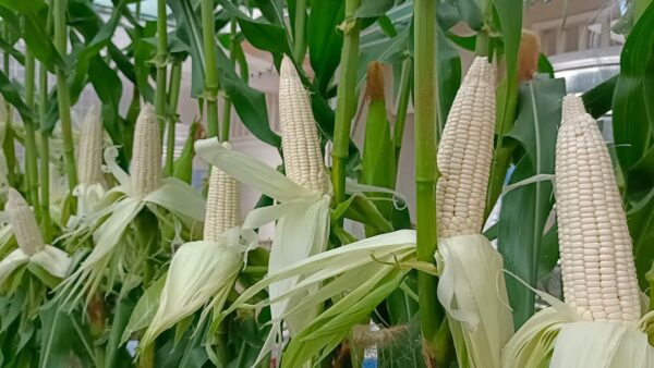 White Corn