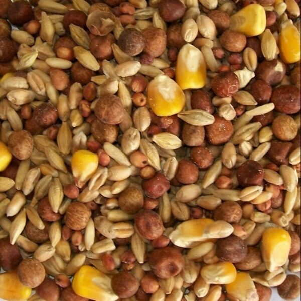 Pigeon Feed