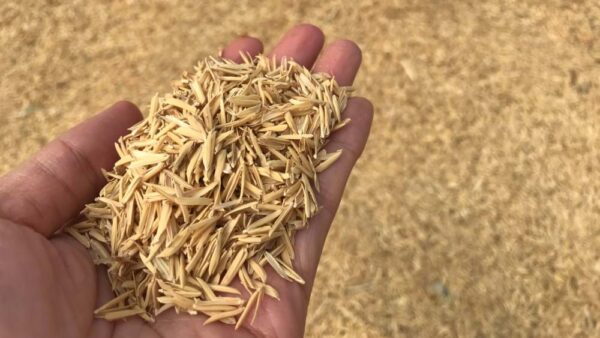 Rice Husk