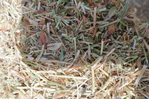 Lintin-Straw-768x567