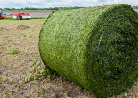 Rhodes-Grass-Hay-Banner.fw_ (1)