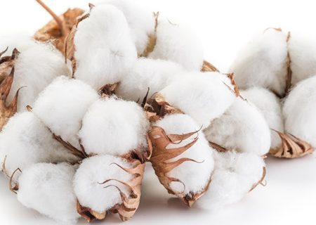 cotton-linter-for-Sodium-Carboxymethyl-Cellulose