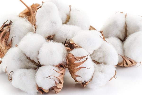 cotton-linter-for-Sodium-Carboxymethyl-Cellulose