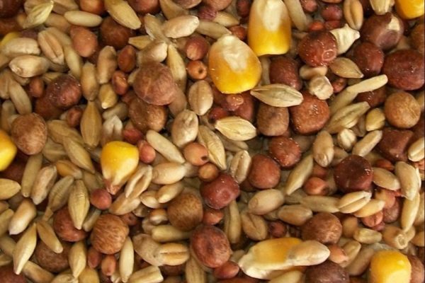 racing-pigeon-feed-grain-mixture-format