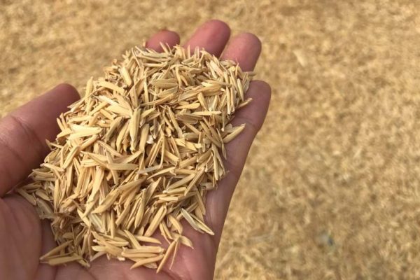 rice-husk